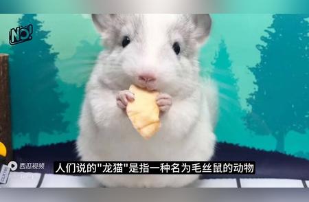 龙猫真的是大老鼠吗？