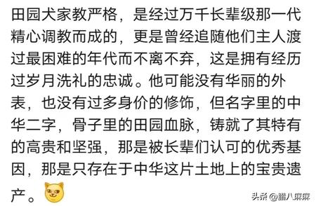 中华田园犬：老祖宗的智慧选择，聪明程度令人惊叹！