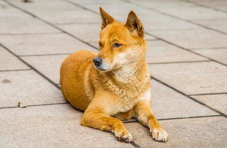 各国的国犬你都了解吗？