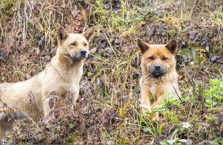 中华田园犬的8大种类，你了解多少？