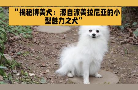 博美犬：波美拉尼亚的小型魅力之犬揭秘