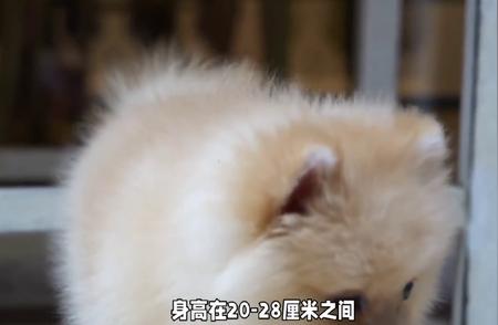 活泼聪明的博美狗：小型犬种中的忠诚代表