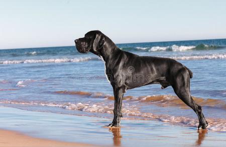 十大拥有最长腿的狗狗品种