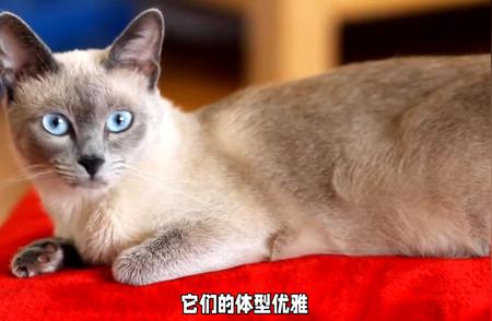 暹罗猫：蓝眼天使的魅力与养护秘诀