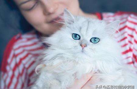 奥西猫：神秘的猫科动物