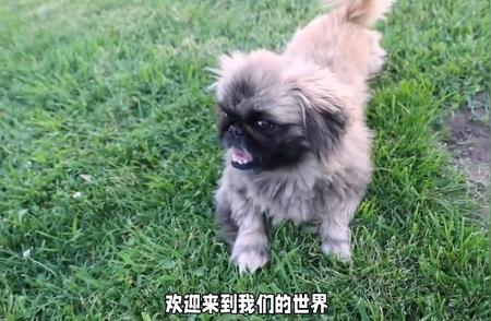 准备好与北京犬共度美好一天了吗？