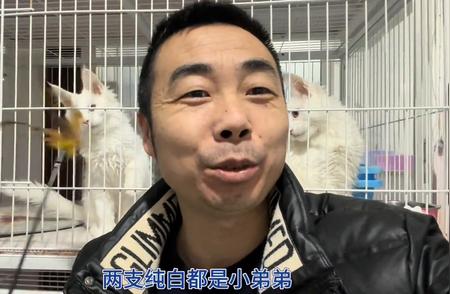 探索缅因猫的独特魅力