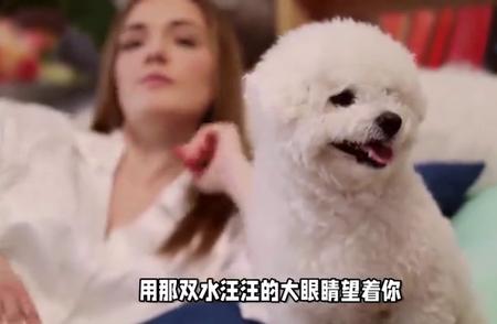 活泼开朗的比熊犬：忠诚友善、聪明好学、适应力强