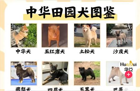 中华田园犬：揭开神秘的面纱，了解真正的它！