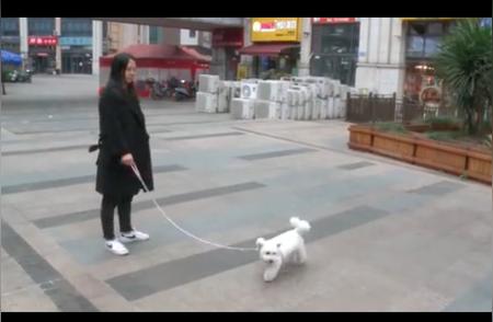 女士养狗计划：比熊犬体型变大，是混血吗？