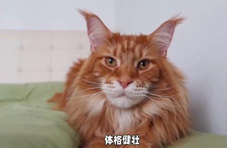 巨型猫咪入侵：缅因猫的霸气统治 #宠物养护科学手册