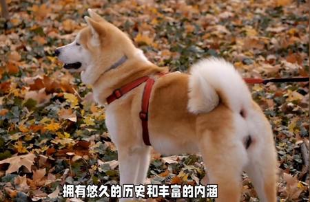 日本秋田犬：揭秘其独特魅力与冷知识 #抖音神奇动物