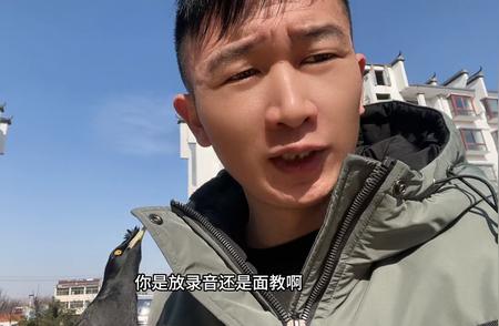 为什么我的八哥鸟不学说话？