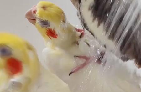 鹦鹉洗澡的颓废程度：网友称其为失恋联盟，集体淋雨！