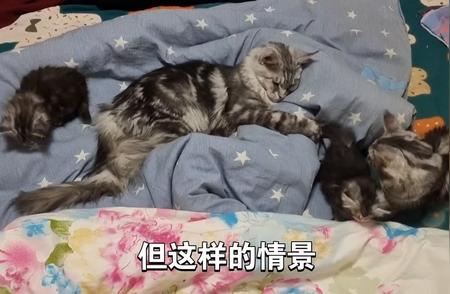 缅因猫的群居习性揭秘#猫咪生活点滴记录