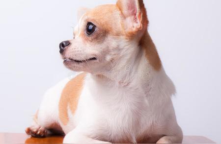 吉娃娃：最受欢迎的小型犬品种
