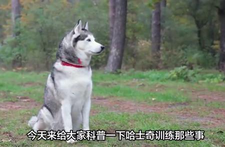 哈士奇训练手册：从幼犬时期塑造良好习惯