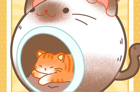 布偶猫养护手册：如何照顾玻璃胃的小家伙？