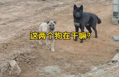 中华田园犬的随手拍：两只小笨狗的日常