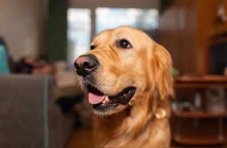 你知道金毛犬的这五个不足之处吗？