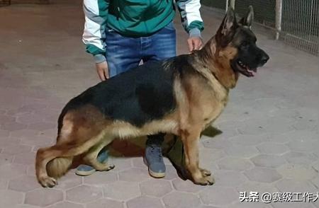 国内知名的德国牧羊犬：闪耀的犬界之星，品质与荣誉共融！