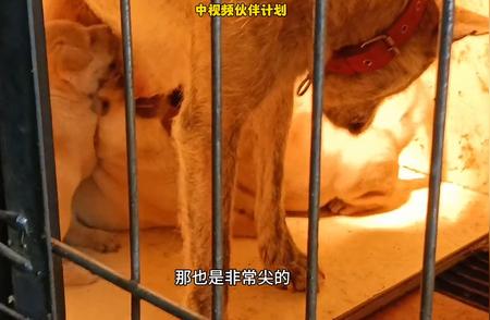 中华田园犬：土猎虎斑品种全解析