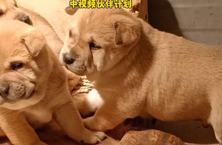 中华田园犬：黄狗白面的虎斑魅力