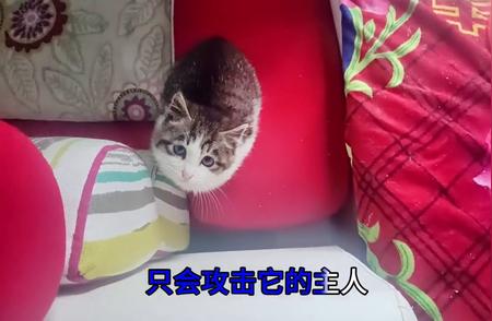 肉龙猫：45℃高温下的攻击性猫咪