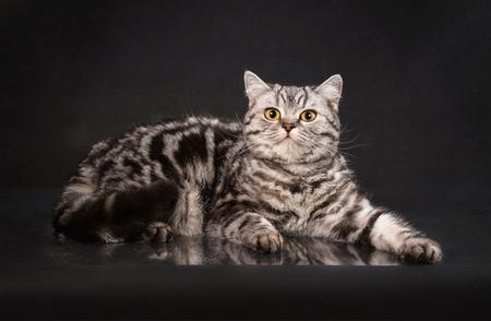 虎斑猫：猫科动物中的条纹精灵