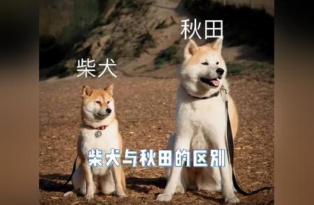 秋田犬对比柴犬：体型与性格的迥异！