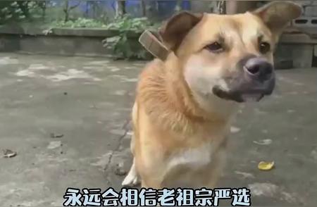 中华田园犬：老祖宗的精心挑选，品质保证