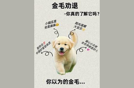 金毛犬：揭秘这个品种的真相