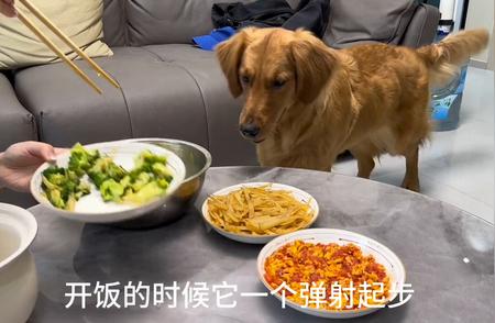 金毛犬：忠诚的伴侣