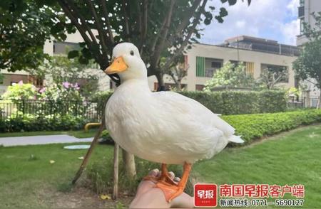 南宁新潮流：家庭饲养鸡鸭成宠物趋势