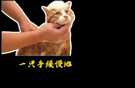 如何合理安排短毛和长毛猫的洗澡频率？