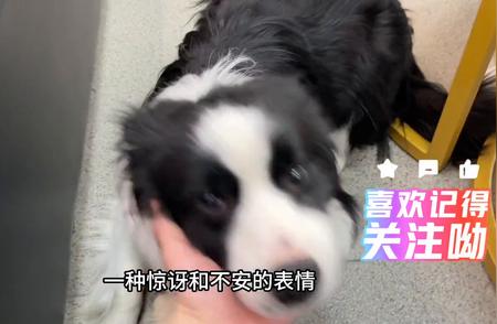 边境牧羊犬犯错后的表情：可爱又惹笑