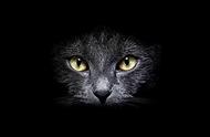 黑猫的双面传说：是吉兆还是凶兆？
