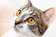 猫眼发光的奥秘：揭秘它们的夜间视力！