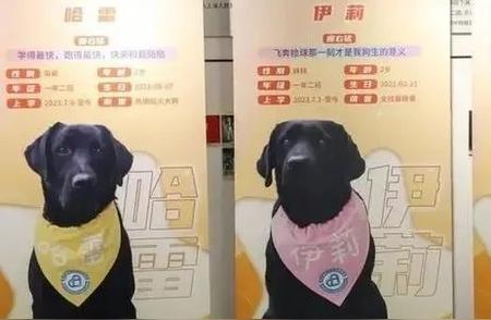 拉布拉多犬：是与不是的辨识指南