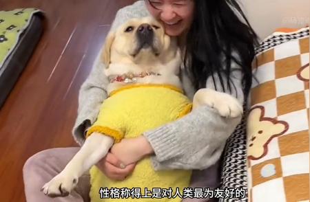 拉布拉多猎犬：家中的贪吃星人，你家的狗狗也是这样吗？