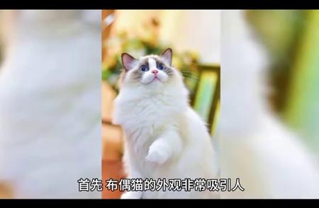 布偶猫的魅力：探究人们偏爱的原因