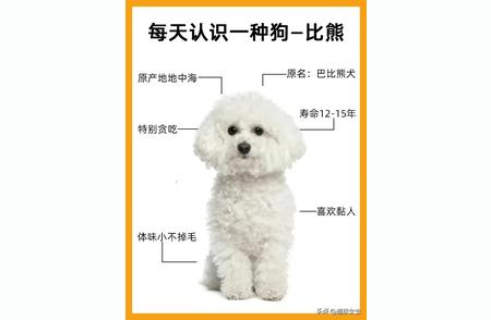 每日一犬：了解比熊的可爱世界