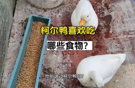 柯尔鸭的美食清单：了解它们的饮食喜好