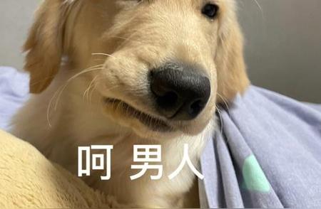 金毛犬撒娇的几种行为，主人千万别忽视