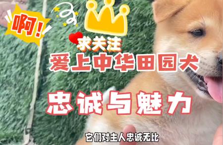 田园犬的温馨生活