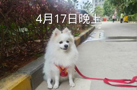 博美犬：小型犬的可爱代表