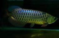 观赏鱼的种类繁多：蓝色的鱼类数量高达上百种