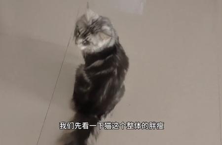 缅因库恩猫体型大揭秘：重达22斤，长达116厘米！