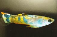 七彩花鳉鱼：与孔雀鱼相似的美丽鱼类，但生育率较低