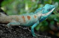 怒江现身的蓝色脑袋树蜥：奇特的生物现象